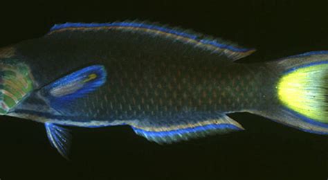 龍錦魚|Thalassoma lunare (Linnaeus, 1758) 